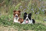 BORDER COLLIE 332